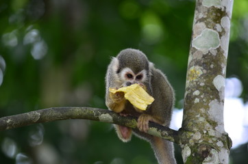 Squirrel Monkey – Genus Saimiri Amazonia Colombia