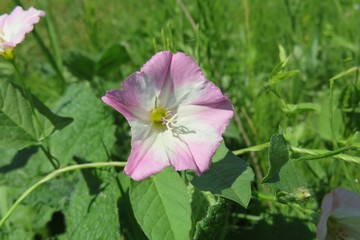 Beautuful pink convolvulus flower in Florida nature, closeup