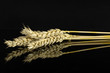 © PIXbank - Group of three whole golden bread wheat ear sheaf isolated on black glass