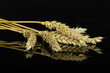 © PIXbank - Lot of whole hulled golden bread wheat ear isolated on black glass
