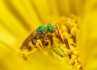 Wall Mural - Native bee on yellow flower, Green Metallic Sweat Bee (Agapostemon)