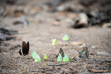 Wild butterfly flying over the land close up.