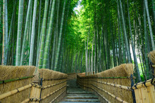 京都　化野念仏寺（あだしのねんぶつじ）の竹林　