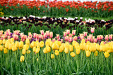 Fototapeta Tulipany - field of tulips
