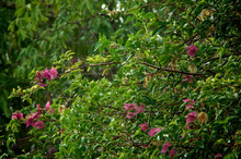 Large Bougainvillea Bush With Pink Flowers, Long Branches And Vivid Green Leaves Wet From Rain.