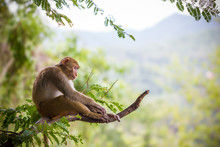 Male Monkey Sitting On A Tamarin Branch And Mountain Background.