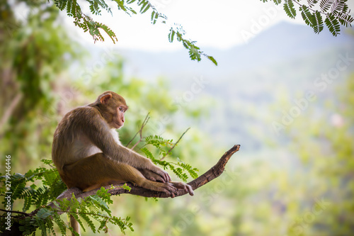 Cuadros en Lienzo Male monkey sitting on a tamarin branch and mountain background.
