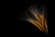 © nipaporn - Ears of wheat and grains on dark background