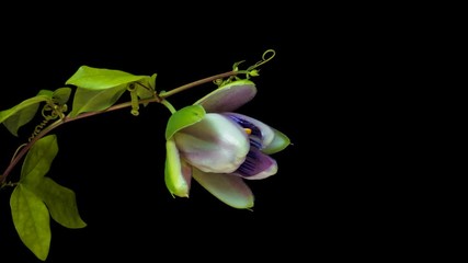 Wall Mural - The opening and closing of Passiflora flower on black background, alpha channel