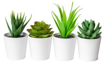 Pots With Succulent Plants Isolated On White Background