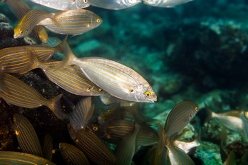 Canvas Print - The dreamfish, salema, salema porgy, cow bream or goldline, Salema porgy, Sarpa salpa, is a species of sea bream