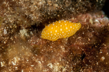 White spotted warty slug, Phyllidia flava