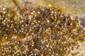 Wall Mural - Clownfish eggs, next to the anemone