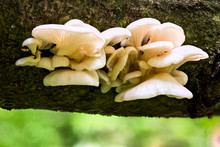 White Oyster Mushrooms On Horizontal Black Log In Summer Forest Closeup With Selective Focus And Boke Blur.