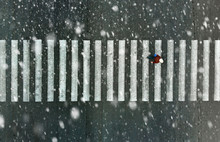 One Pedestrian On A Crosswalk When It's Snowfall.  Top View. City Lifestyle In Bad Weather.