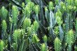 © Farknot Architect - Closeup image of euphorbia ingens cactus trees