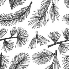 Pine Needles Vector Hand Drawn Seamless Pattern. Vintage Style Background. Botanical Illustration.