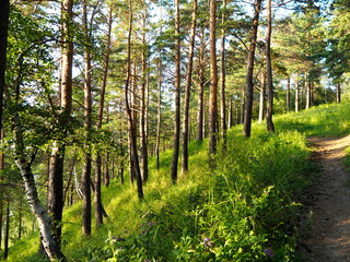 Poster - mixed forest and path