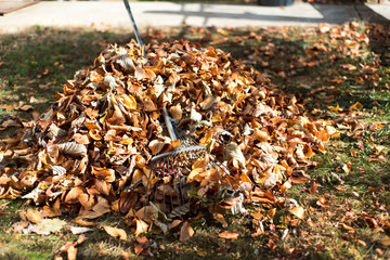 Pile of fallen autumn leaves in the yard