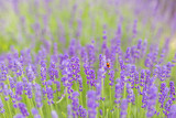 Fototapeta  - Closeup violet lavender flowers with bug on field. French lavender in the garden, soft light effect.
