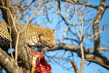 Two large male leopards having a stand off, one at the bottom of a tree and one at the top of the tree with a kill.