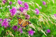 Painted Lady Butterfly On Blooming Purple Thistle Flowers Close Up Top View, Beautiful Orange Vanessa Cardui On Blurred Green Grass Summer Field And Violet Blossom Burdock Background Macro, Copy Space