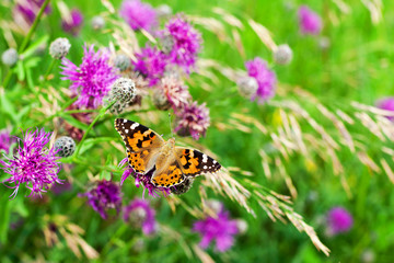 Painted lady butterfly on blooming purple thistle flowers close up top view, beautiful orange Vanessa cardui on blurred green grass summer field and violet blossom burdock background macro, copy space