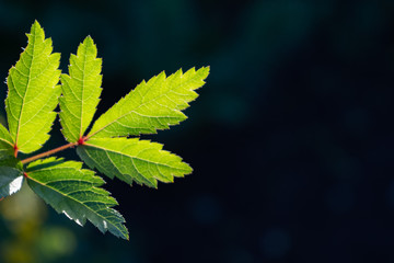 Green Beautiful leaf backlit by sunlight on dark background