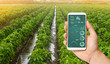 A hand is holding a smartphone with infographics on the background of traditional watering pepper plantations. Farming and agriculture. Cultivation, care and harvesting. agricultural products for sale