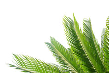 Group Of Big Green Leaves Of Exotic Date Palm Tree, Isolated On White Background. Tropical Plant Foliage With Visible Texture. Pollution Free Symbol. Close Up, Copy Space.