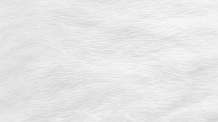 Fur background with white soft fluffy furry texture hair cloth of sheepskin for blanket and carpet interior decoration