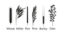 Cereals Plants Set. Carbohydrates Sources. Silhouette Vector Illustration