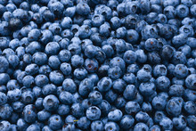 Fresh Blueberry Background. Texture Blueberry Berries Close Up.