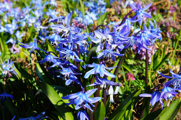 Blue scilla siberica spring bright flowers 