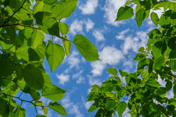 Wall Mural - green leaves and blue sky