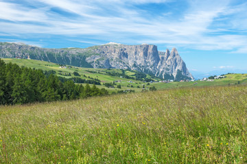 Wall Mural - flowering meadow in an alp valley with the mountains