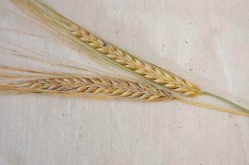 two spikelets on a white background