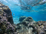 Fototapeta Do akwarium - Diving in the sea water. Underwater walking at the bottom of the seash.