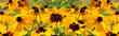 Black-eyed Susan Rudbeckia hirta yellow flower, banner background wallpaper. Decorative beautiful garden flowers, large panorama