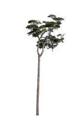 Tree with green leaves on a white background