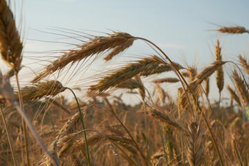 Cereal field in sunset light. Grain field