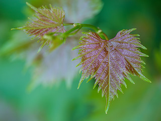 Grape fresh leaf closeup