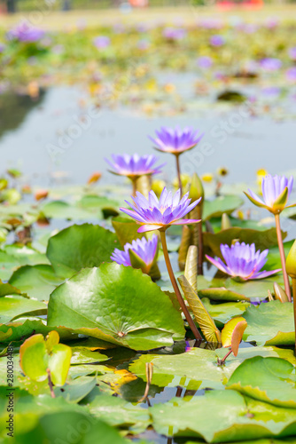 Fotomural Water lily,Lotus or Waterlily flower in pool