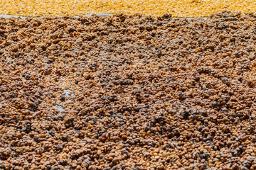 Wall Mural - Luwak coffee, unclean coffee beans,  Kopi luwak is coffee that includes part-digested coffee cherries eaten and defecated by the Asian palm civet at coffee drying yard in Dalat, Vietnam.