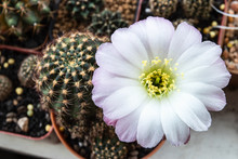 Blooming White And Purple Flower Of Lobivia Cactus