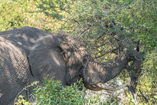 African Elephant Browsing In A Thorn Tree