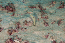 Spotted Garden Eel, Heteroconger Hassi