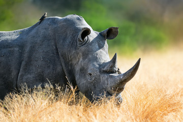 Wall Mural - White rhinoceros bull portrait , highly focused and alerted in tall golden grass. Kruger National Park. Ceratotherium simum