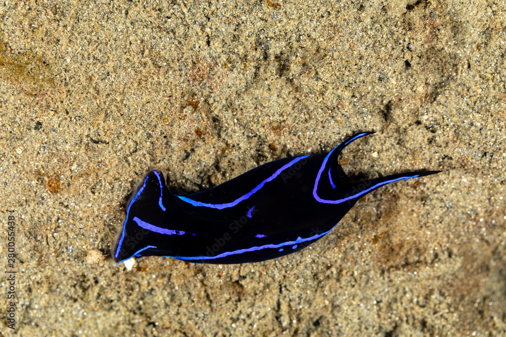 Blue Velvet Headshield Slug, Chelidonura varians, is a species of small ...