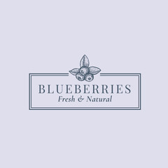 Blueberries Abstract Vector Sign, Symbol or Logo Template. Berries with Leafs Sillhouette Sketch with Elegant Retro Typography and Frame. Vintage Luxury Emblem.